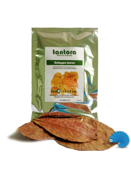 Tantora Catappa Löv XL 10st
