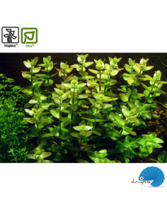 Bacopa caroliniana (1-2-Grow) 2