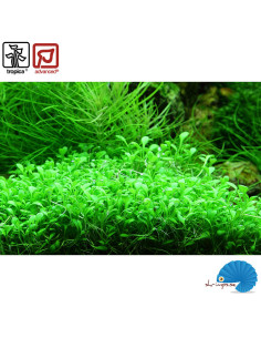 Glossostigma elatinoides (1-2-Grow) 2