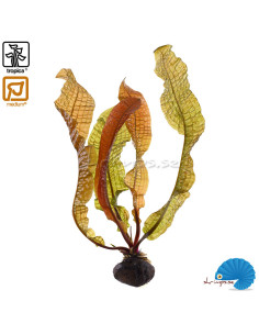 Aponogeton boivinianus - Bulb