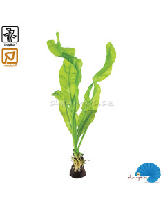 Aponogeton Ulvaceus - Bulb