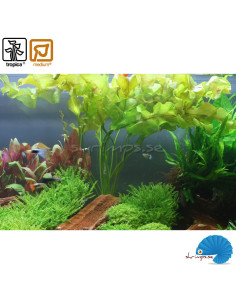 Aponogeton Ulvaceus - Bulb 2
