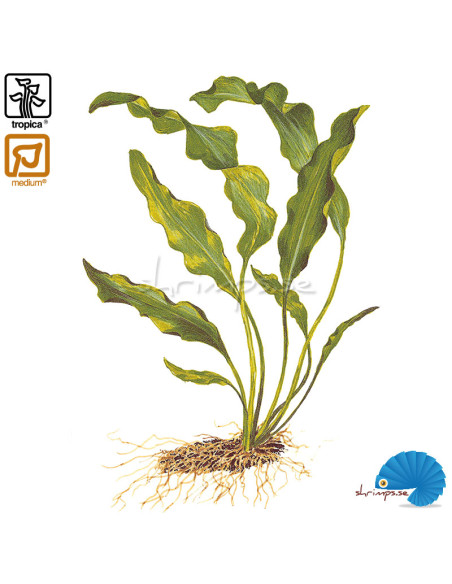 Aponogeton Ulvaceus - Knöl