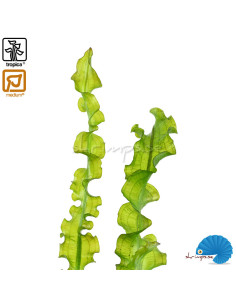 Aponogeton Longiplumulosus - Bulb 2