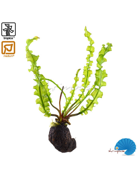 Aponogeton Longiplumulosus - Bulb