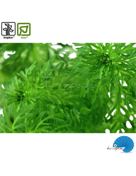 Limnophilia Sessilifora