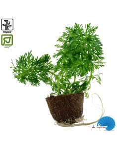 Limnophilia Sessilifora (Mini pot)