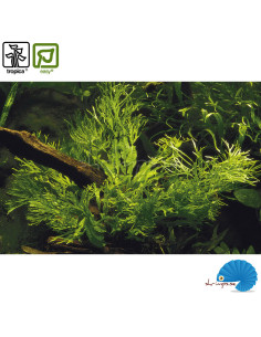 Microsorum pteropus 'Windeløv' 2