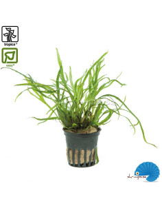 Microsorum pteropus 'Trident'