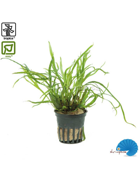 Microsorum pteropus 'Trident'