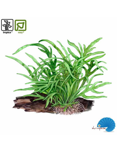 Microsorum pteropus 'Trident'