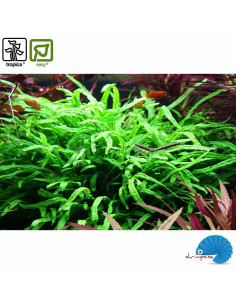 Microsorum pteropus 'Trident' 2