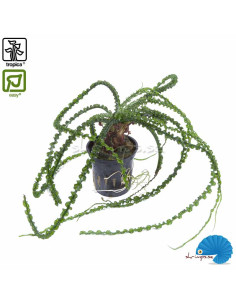 Crinum Calamistratum