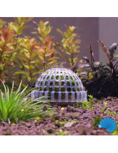Mossdome 2