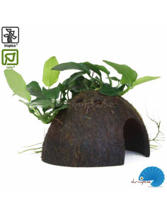 Anubias barteri var. nana on Coconut shell