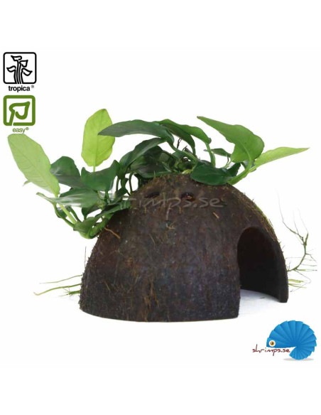 Anubias barteri var. nana on Coconut shell