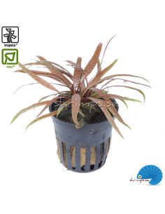 Cryptocoryne Albida 'Brown'