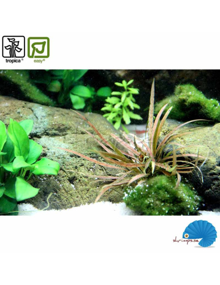 Cryptocoryne Albida 'Brown'