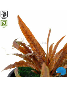 Cryptocoryne Albida 'Brown' 2