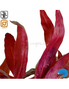 Alternanthera Reineckii 'Pink' 2
