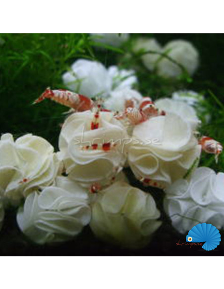 Baby Bee Shrimp Shelter