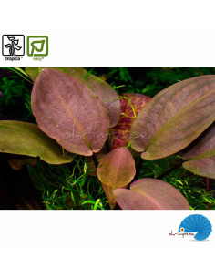 Lagenandra meeboldii 'Red' 2