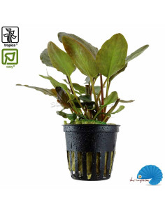 Lagenandra meeboldii 'Red'
