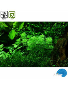 Limnophila sessiliflora 2
