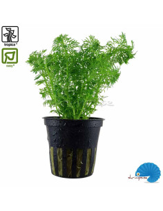 Limnophila sessiliflora