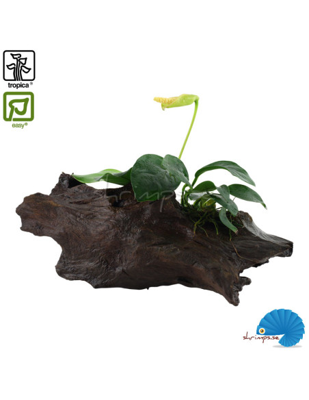 Anubias barteri nana on wood