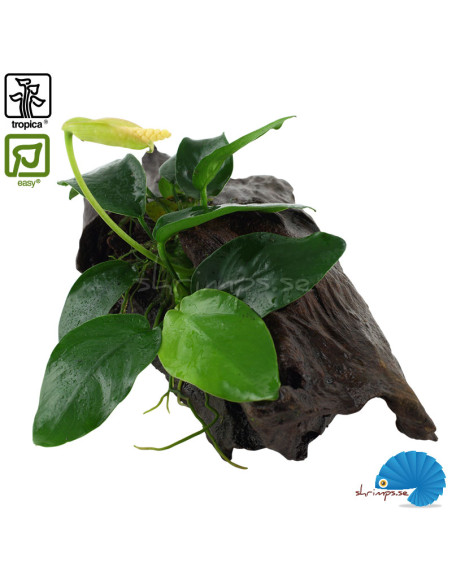 Anubias barteri nana on wood
