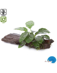 Anubias barteri nana på rot