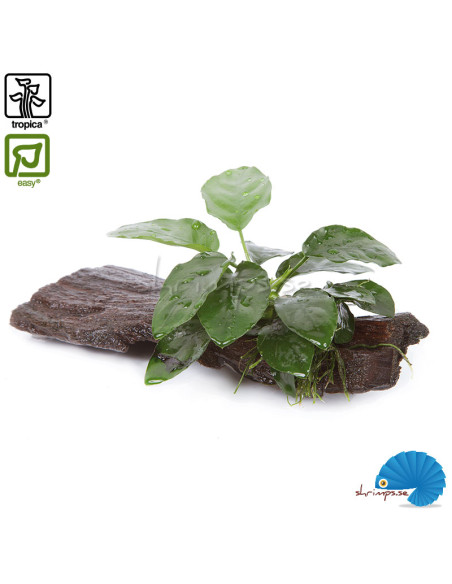 Anubias barteri nana on wood