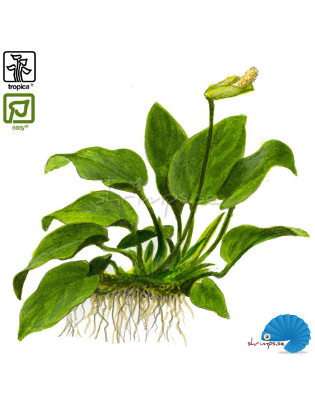 Anubias barteri nana on wood