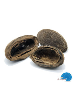 Cocos pod 6-8cm