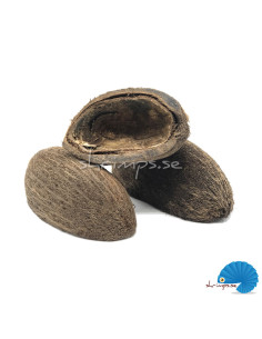 Cocos pod 6-8cm 2