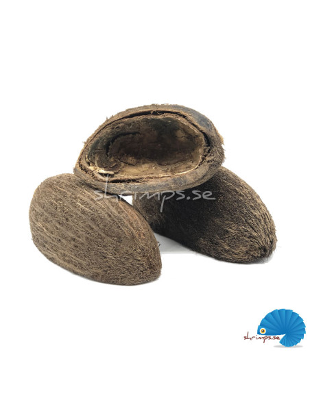 Cocos pod 6-8cm