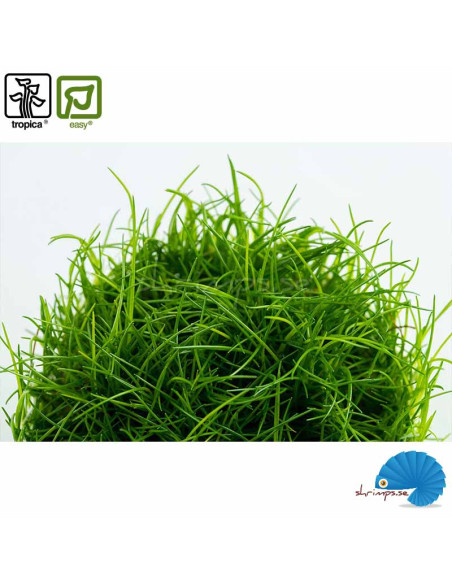 Eleocharis acicularis (1-2-grow)