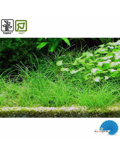 Eleocharis acicularis (1-2-grow) 2