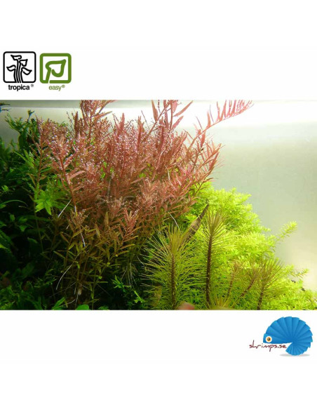 Rotala rotundifolia (Mini pot)