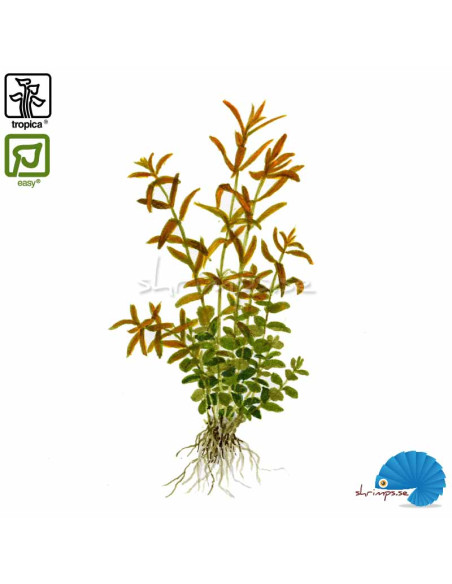 Rotala rotundifolia (Mini pot)