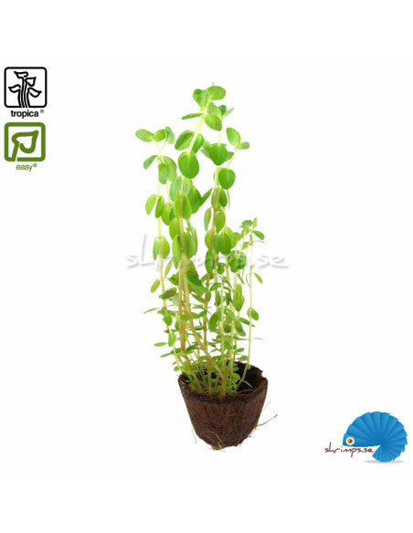 Rotala rotundifolia (Mini pot)