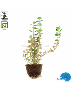 Rotala rotundifolia (Mini pot)