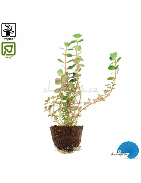 Rotala rotundifolia (Mini pot)