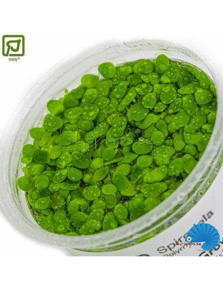 Spirodela polyrrhiza (1-2-grow) - Stor Andmat