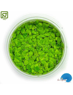Spirodela polyrrhiza (1-2-grow) - Stor Andmat 2