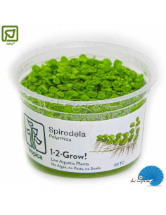 Spirodela polyrrhiza (1-2-grow) - Stor Andmat