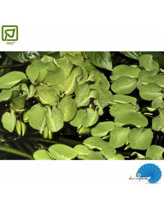 Salvinia minima (1-2-Grow) 2