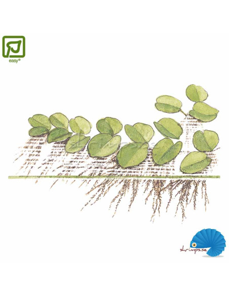 Salvinia minima (1-2-Grow)