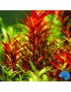 Rotala Rotundifolia 'Blood Red' 2